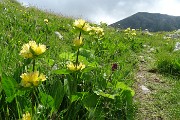 77 Il sent. 209A per i Laghi di Caldirolo fiorito di...genziana punteggiata (Gentiana punctata)